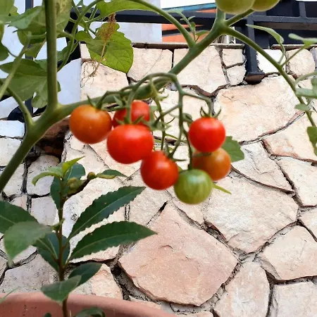 Be Free-central-free Parking-garden-bbq Appartement Pula